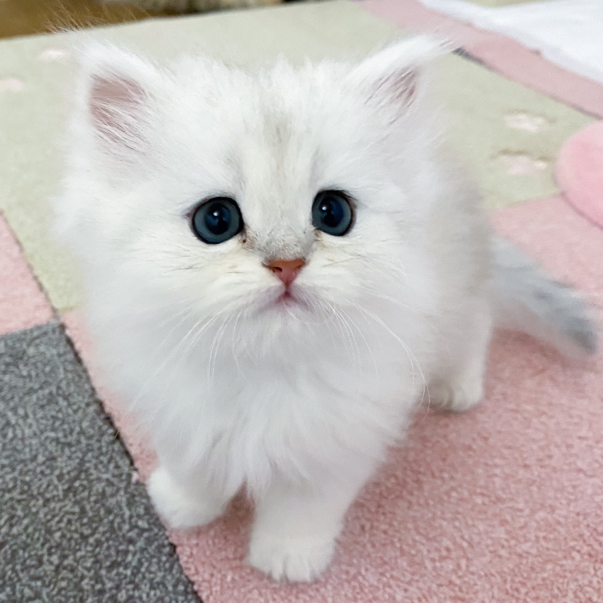 赤猫ころ様 猫小町カラー 金魚 オレンジ | ペティオ オンライン ショップ本店