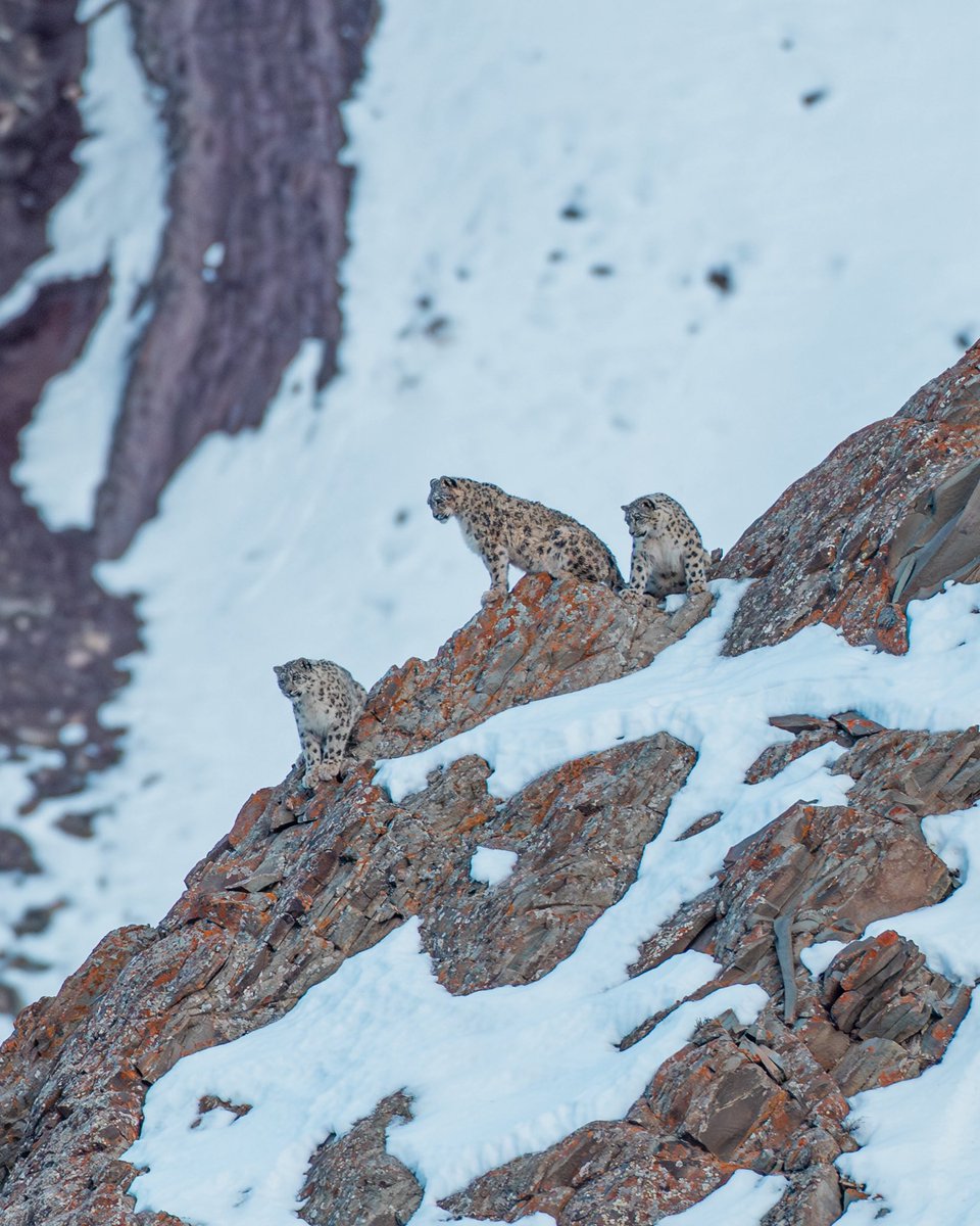 Karamjeet Singh (@caramjeet) on Twitter photo A trio of snow leopards, consisting of a mother and her cubs. A trio of snow leopards, consisting of a mother and her cubs.