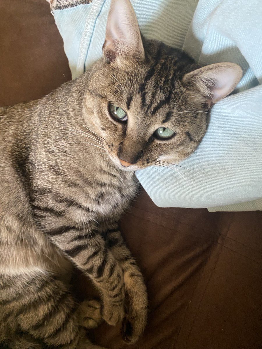 Кидаю вам утренние фоточки кота.
Пока что, к сожалению, мне написали ровно ноль раз.