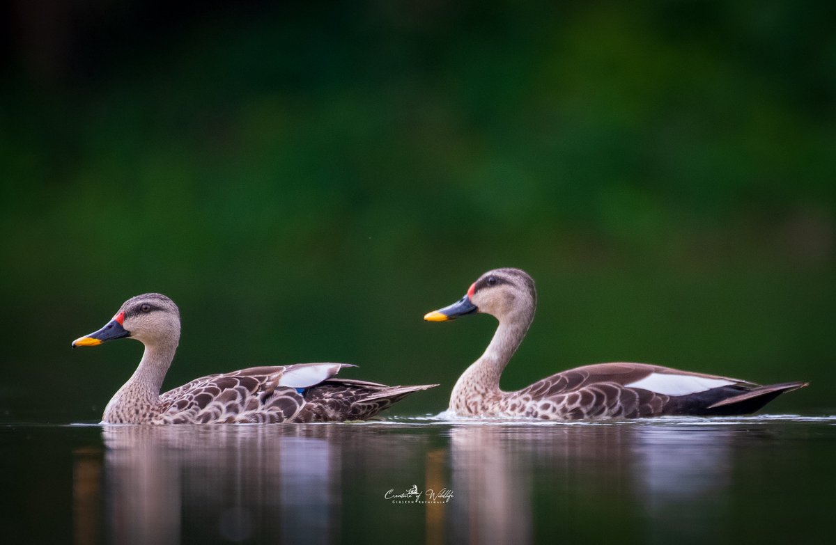 wildlife_clicks's tweet photo. Grace flows best when you move with nature, not against it. 🌿🦆

Spot-billed Pair 🌿

#NaturePhotography https://t.co/eRiA90V2l8