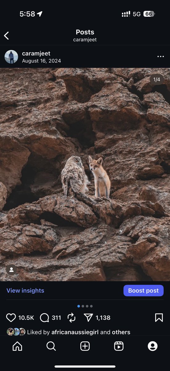 Karamjeet Singh (@caramjeet) on Twitter photo Can I eat you. 🦊🦉
#owl #fox #wildlife #photograghy Can I eat you. 🦊🦉
#owl #fox #wildlife #photograghy