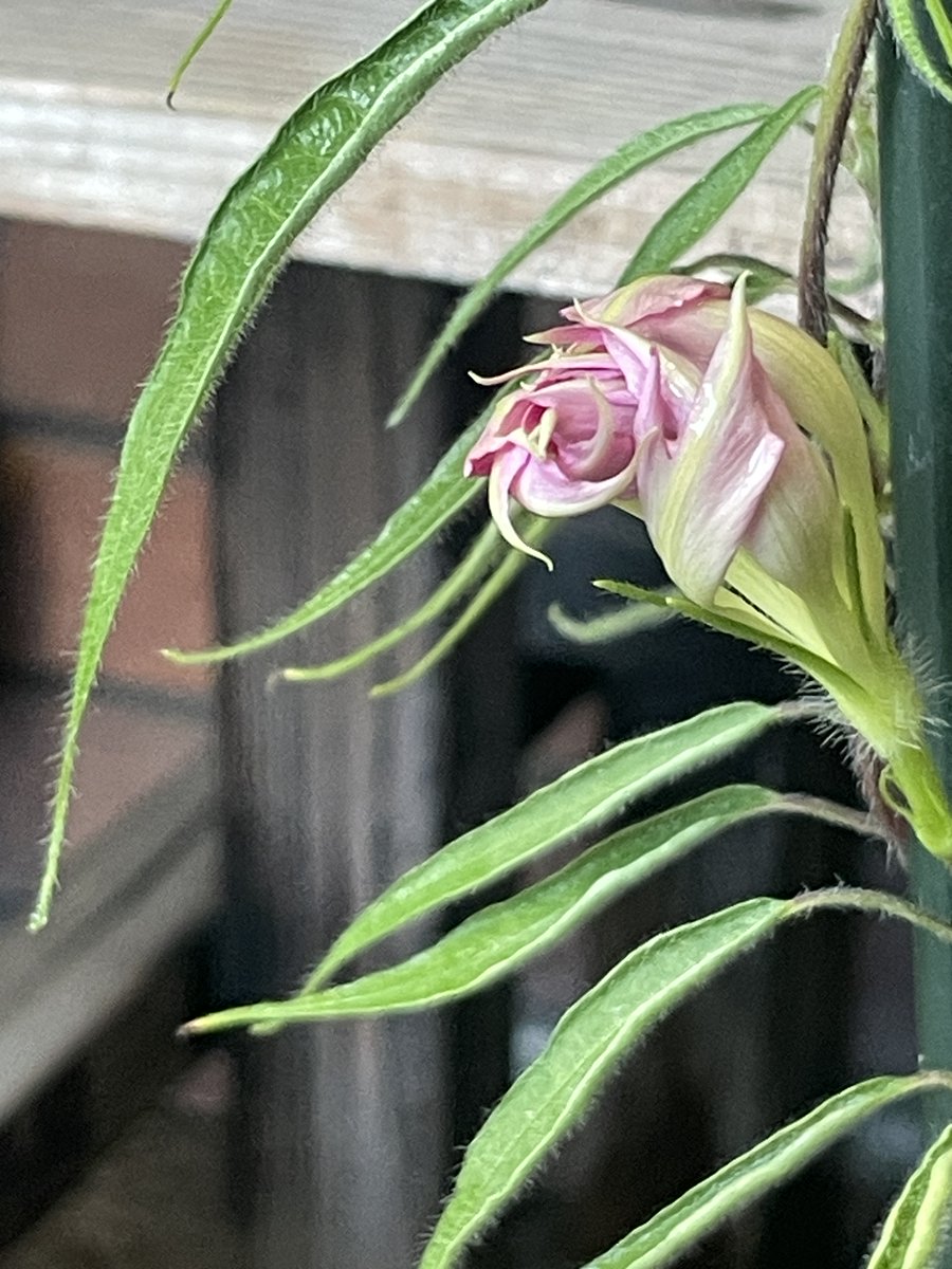 朝顔、連投。先ほど「青柳葉桃筒白采咲牡丹」の蕾を載せましたが、開花するとこのようになります。クルクルひねった様子とは一変して”シュッ”と張りつめたような凛とした姿をご覧ください。時間とともに赤みを帯びていきます。【園芸係】　#江戸園芸　#変化朝顔