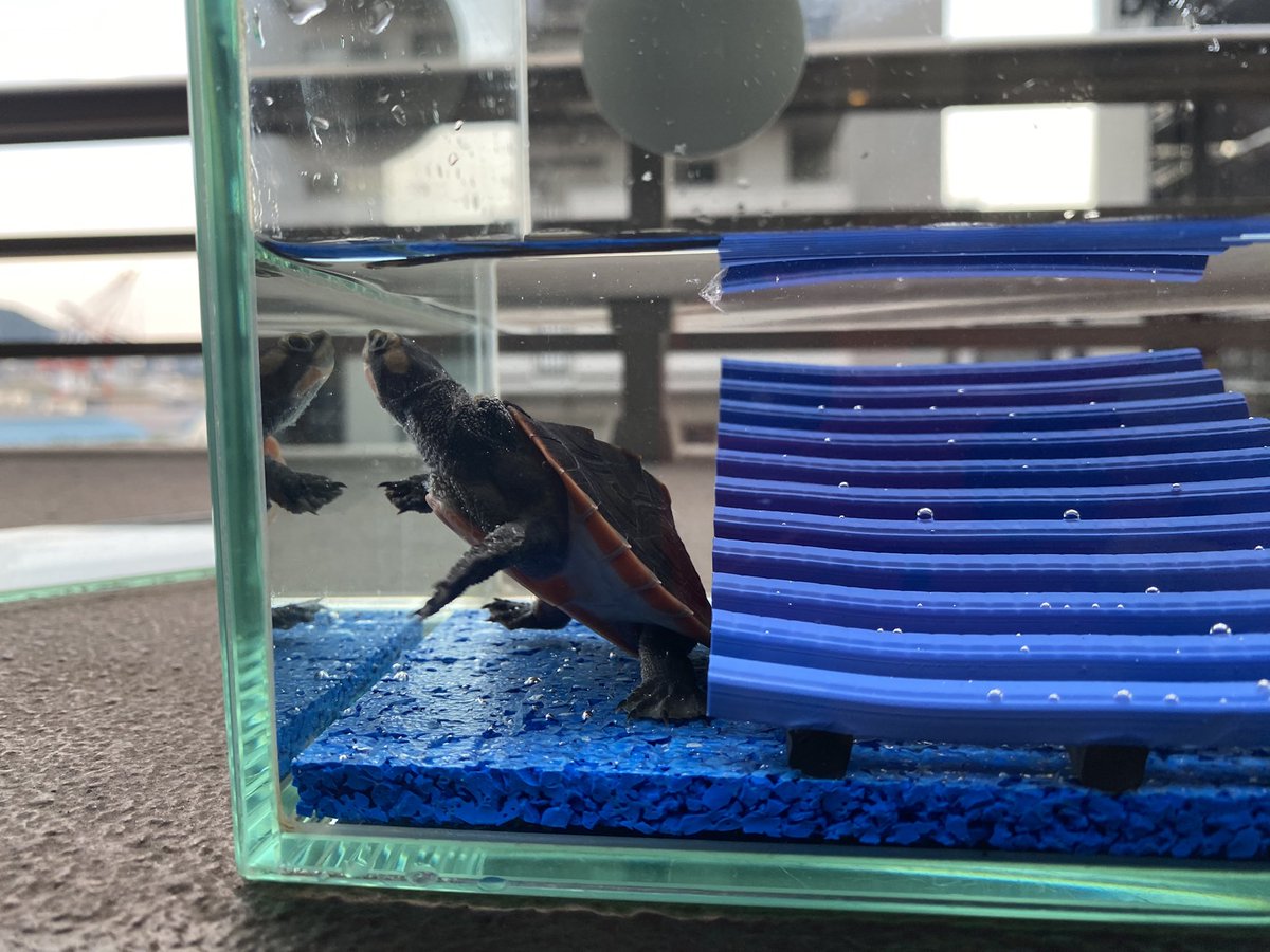 RCgVGTAjkRf6bQT's tweet image. レフちゃん🐢
水替え中！
なかなか成長しませんなぁ。
小さくても元気なら可愛いけど。

#アカハラニシキマゲクビガメ
#ファインレプタイルズ