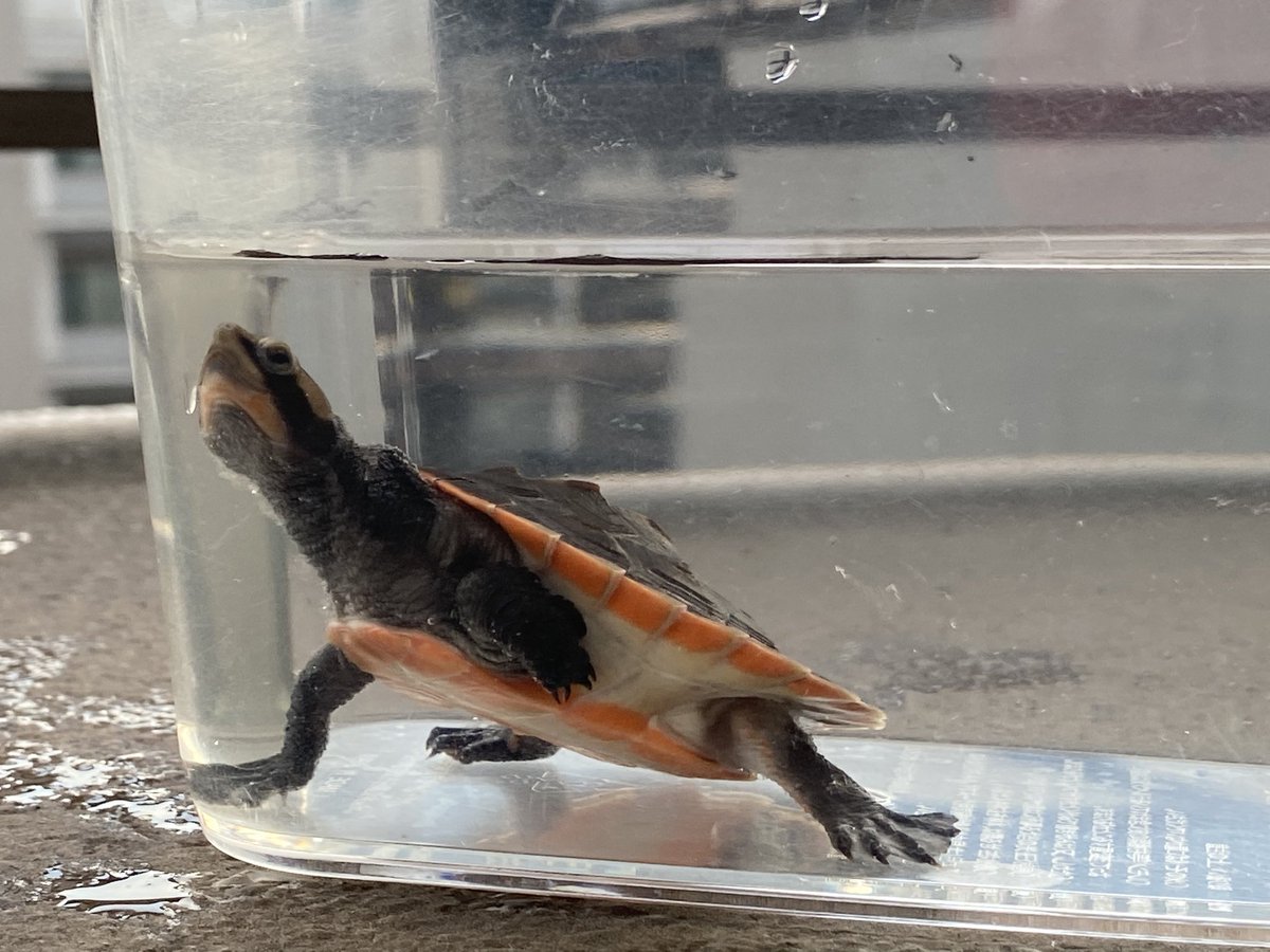 RCgVGTAjkRf6bQT's tweet image. レフちゃん🐢
水替え中！
なかなか成長しませんなぁ。
小さくても元気なら可愛いけど。

#アカハラニシキマゲクビガメ
#ファインレプタイルズ