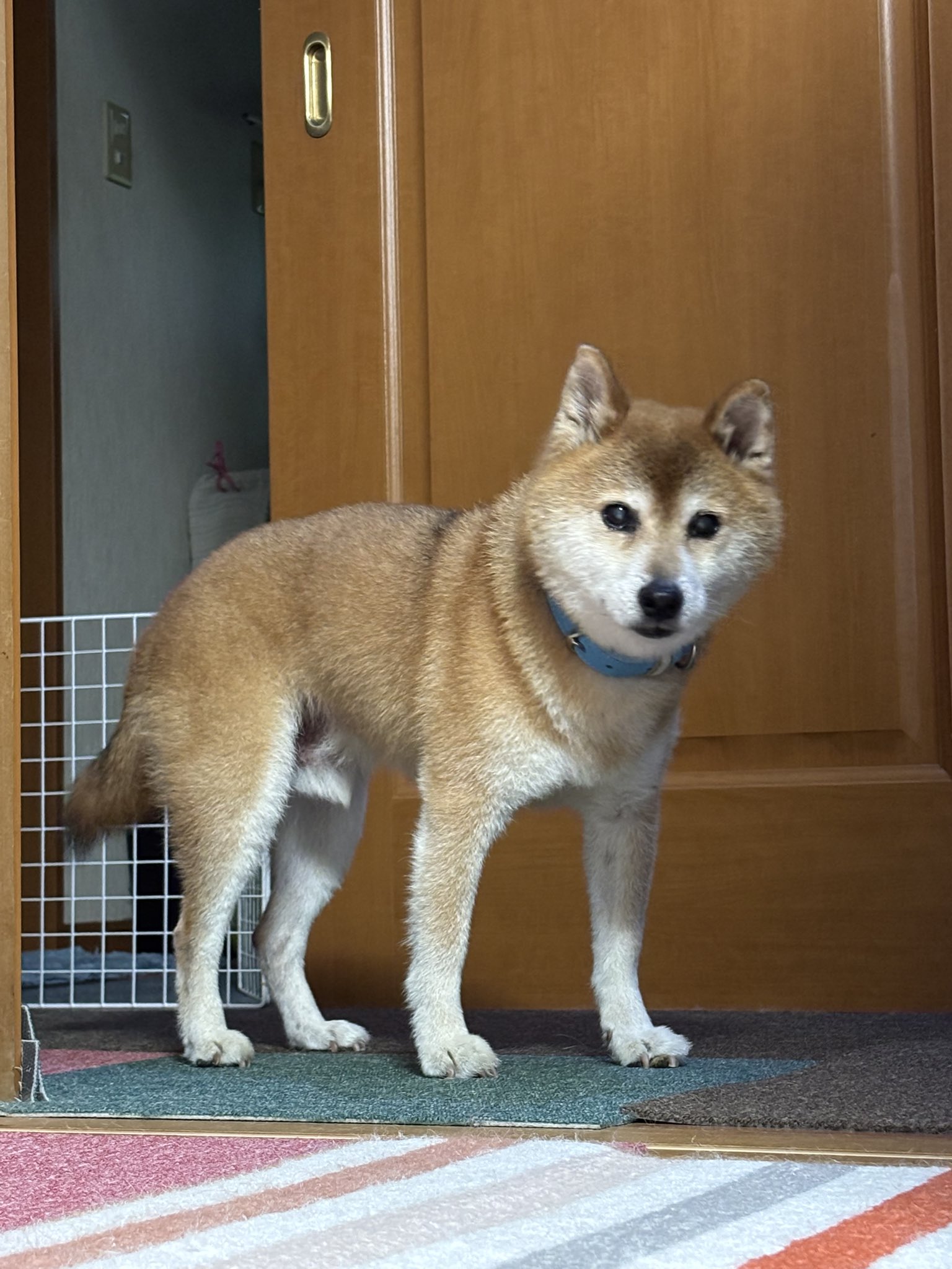 Hayu プレート　柴犬 Hayu プレート 柴犬