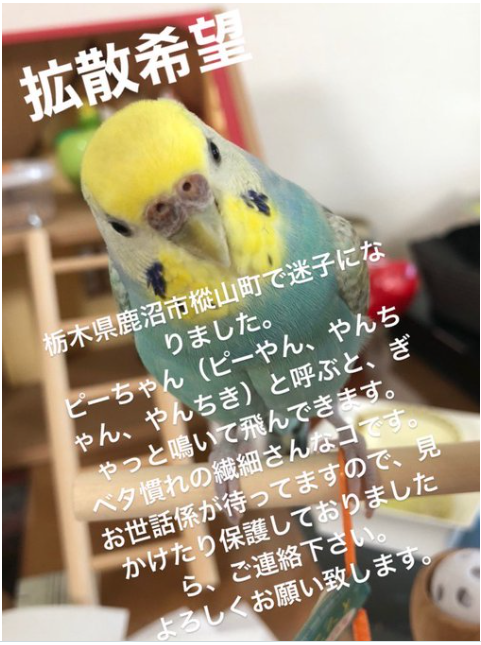 ユキヤナギ(療養のため概ね休止中 自動定期ポストは少し稼働します) tweet media