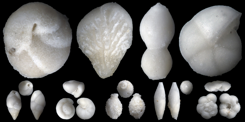 Upper Cretaceous foraminifera from glacier-displaced strata near Rostock, Northeastern Germany. They were collected by Ralf-Rainer Schulz. We took the first images, which can be seen at  foraminifera.eu/collection.php…
#foraminifera #microfossils #Cretaceous #paleontology #fossils