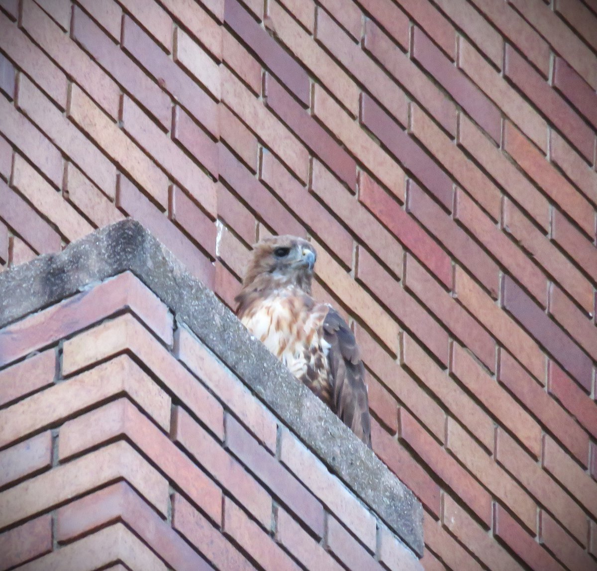 8/15 Great news!

O2 spotted mid afternoon w/strong flight AND more height on the flights!

Arthur spotted on the Big Brown Pole settling on Track Tower.

BR w/flight across the work site settled on Bradfield Ledges. 

Many thanks to Suzanne and woodg for the evening report.