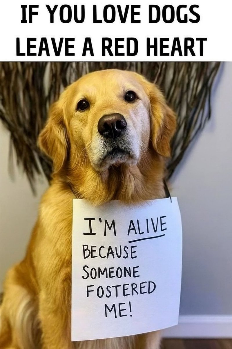Beyond_theleash's tweet photo. https://t.co/xVH7t8t764