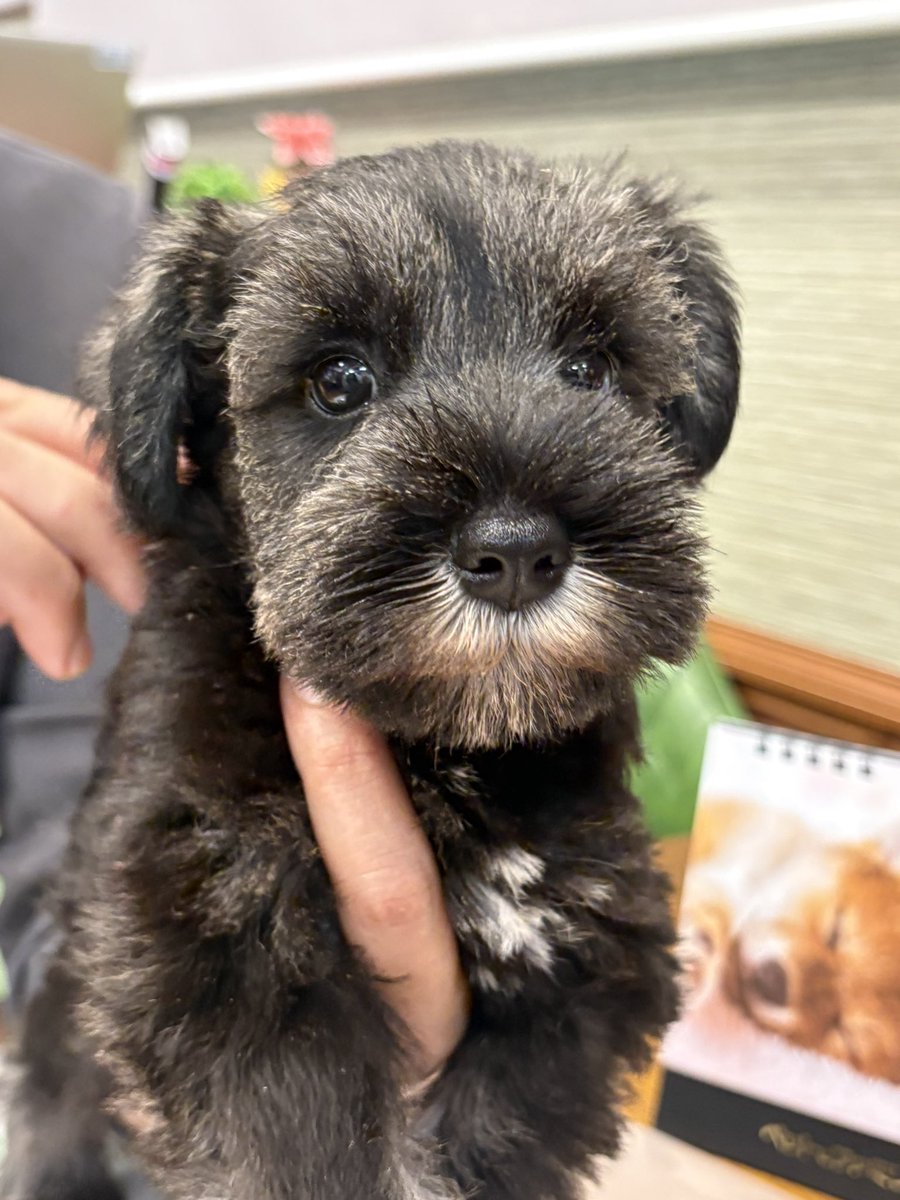 ついに！本日ミニチュアシュナウザーを家族に迎えました🥹🤎
シュナとの暮らしは初めてなのでたくさん学びながら楽しみたいと思います🐶

シュナ仲間のみなさんぜひ繋がってください〜✨✨

#ミニチュアシュナウザー
#シュナウザーのいる暮らし
#犬好きさんと繋がりたい
#miniatureschnauzer