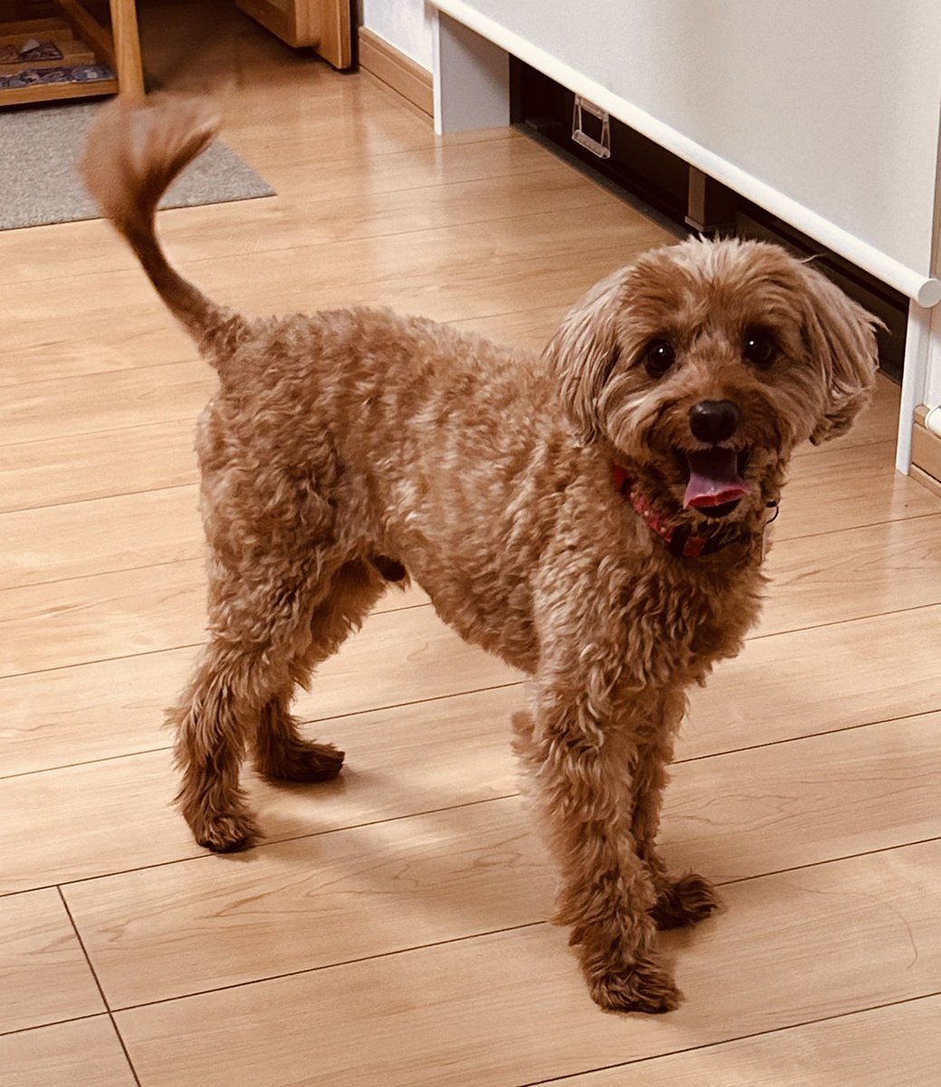 ぬいぬいぬ (@nuinuinuin_popo) / Posts / X