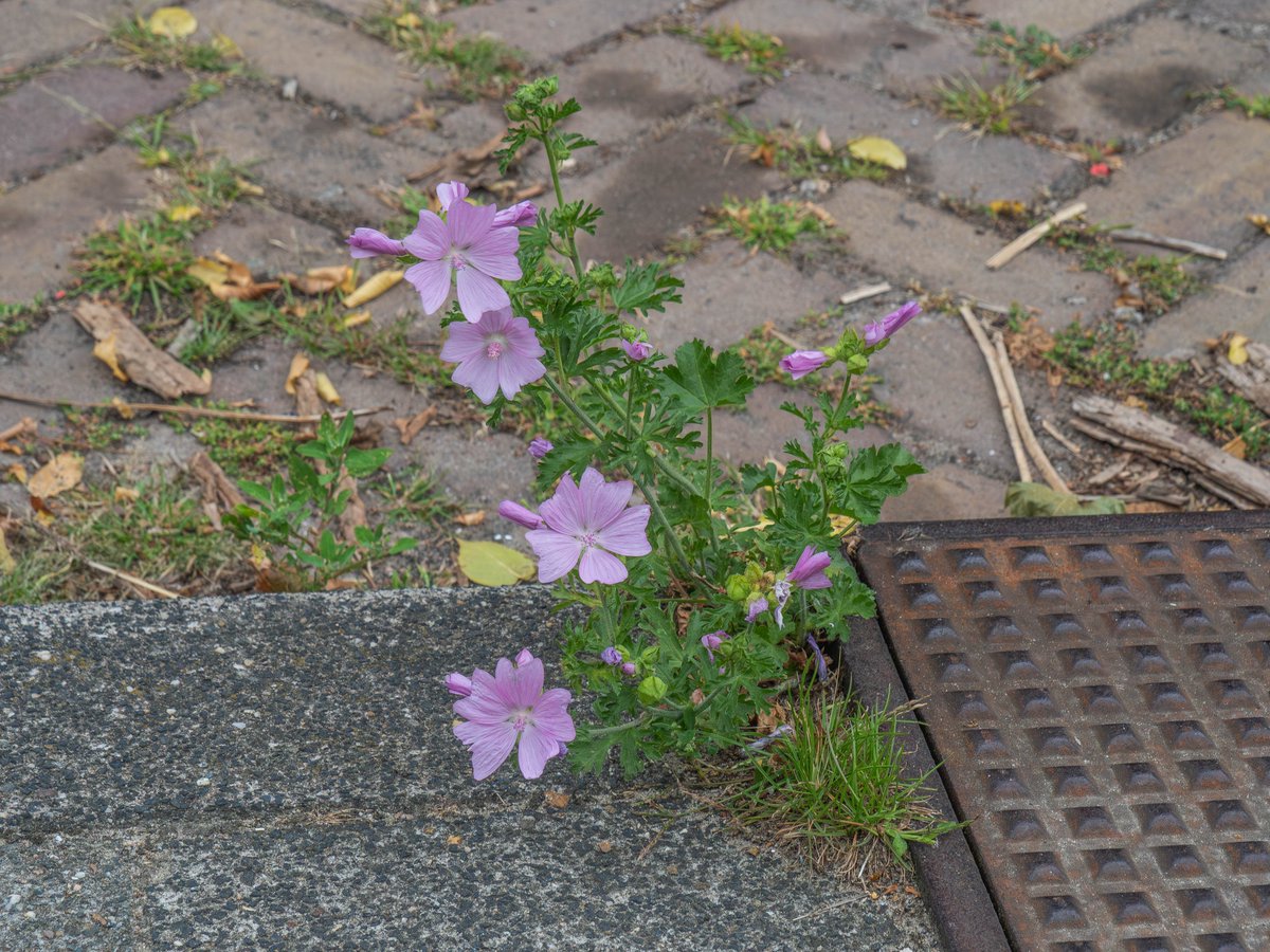 Muskuskaasjeskruid langs de stoep bij een putdeksel. Ondanks de naam vind ik hem over het algemeen niet sterk ruiken.