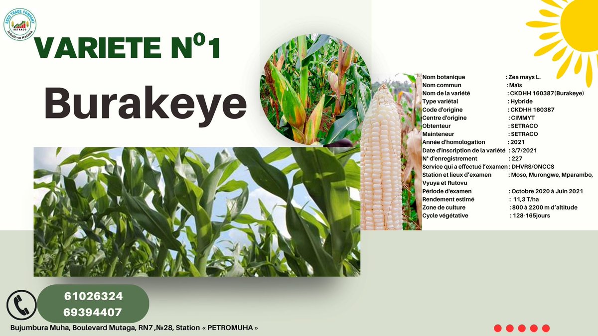 BurundiSetraco's tweet photo. 🌱 SETRACO – Les semences de confiance 🌽
Des semences de maïs modernes, fiables et à haut rendement !

📍 Bujumbura Muha, RN7 n°28
📧 setraco.bi@gmail.com

#SetracoBurundi #SemencesDeConfiance #RécolteAbondante
#fichevarietale https://t.co/cgX46w3D2n