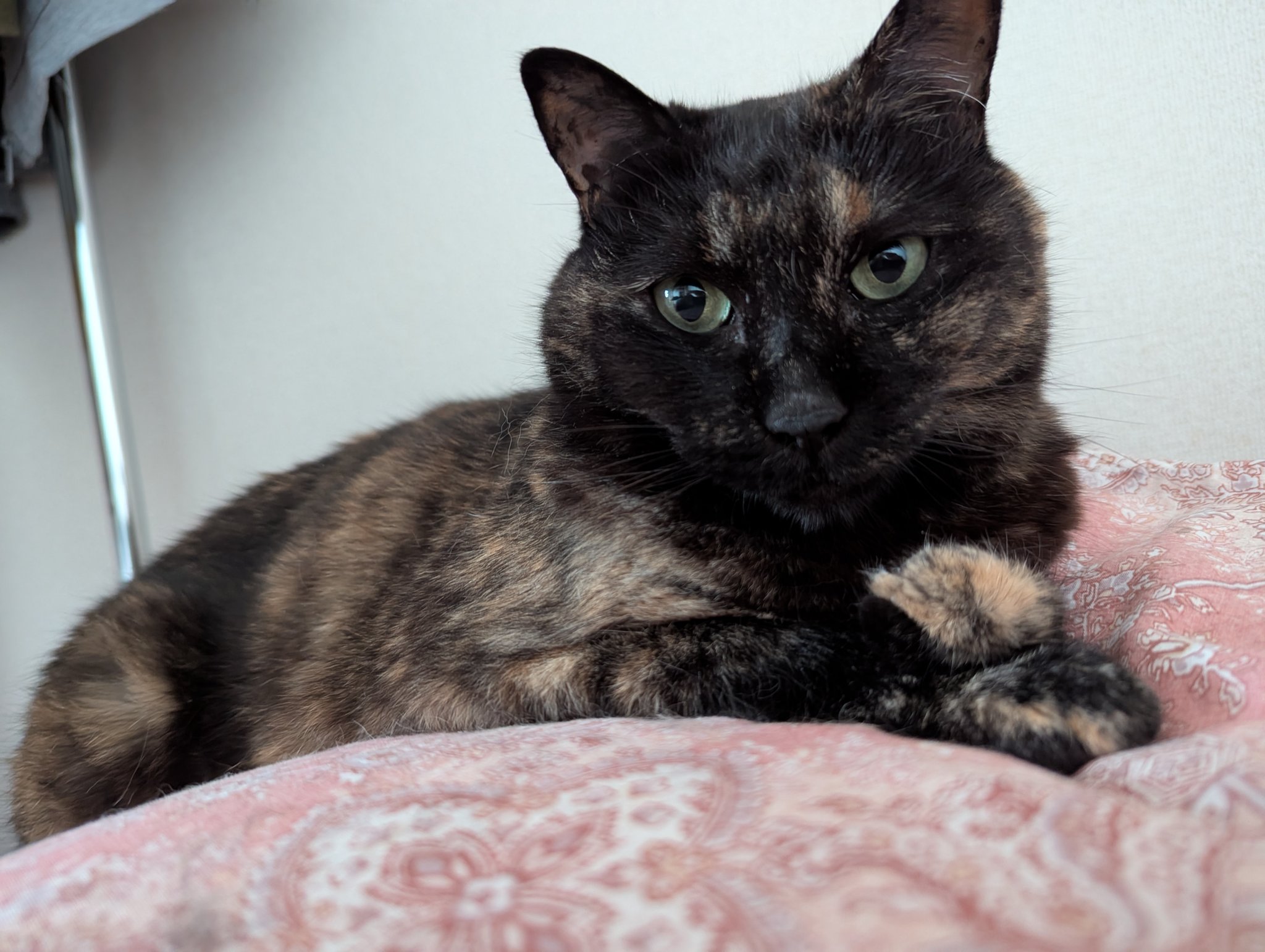 ねこりんご様40点 Amazon.co.jp: ご縁猫 ジュエリーキャット(S-SIZE ピンク Pink
