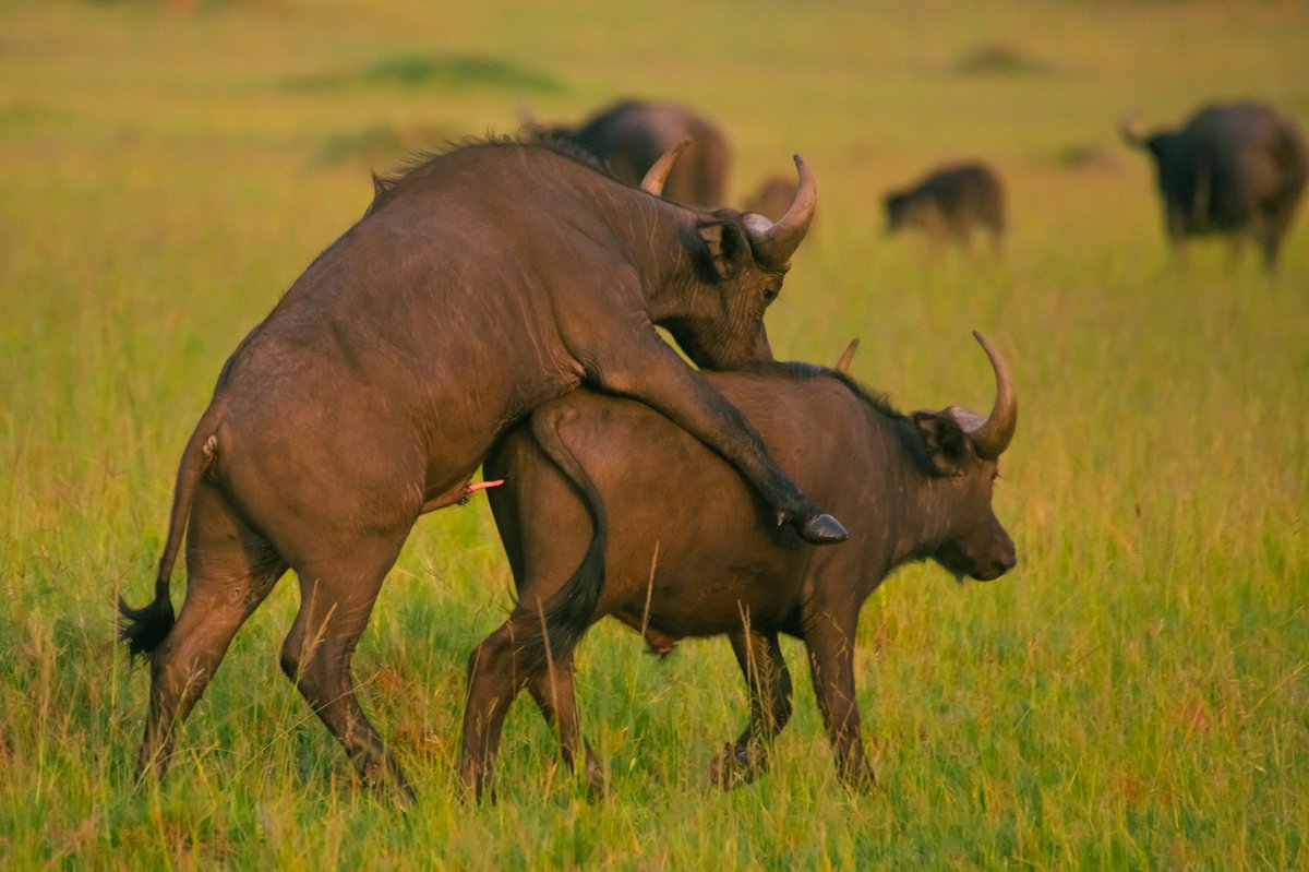 Kamalak Kannan BV (@bownaankamal) on Twitter photo To the point…. 🙈 🙈 🙈 | Cape Buffalo | Masai Mara | Kenya
Photo by <a href="/bownaankamal/">Kamalak Kannan BV</a>
.
.
#bownaankamal #masaiamara #jawsafrica #capebuffalo #kenyawildlife #africanwildlife #africanwildlifephotography #wildlifephotographer #nikonwildlifephotographer #nikon #nuts_about_wildlife To the point…. 🙈 🙈 🙈 | Cape Buffalo | Masai Mara | Kenya
Photo by <a href="/bownaankamal/">Kamalak Kannan BV</a>
.
.
#bownaankamal #masaiamara #jawsafrica #capebuffalo #kenyawildlife #africanwildlife #africanwildlifephotography #wildlifephotographer #nikonwildlifephotographer #nikon #nuts_about_wildlife