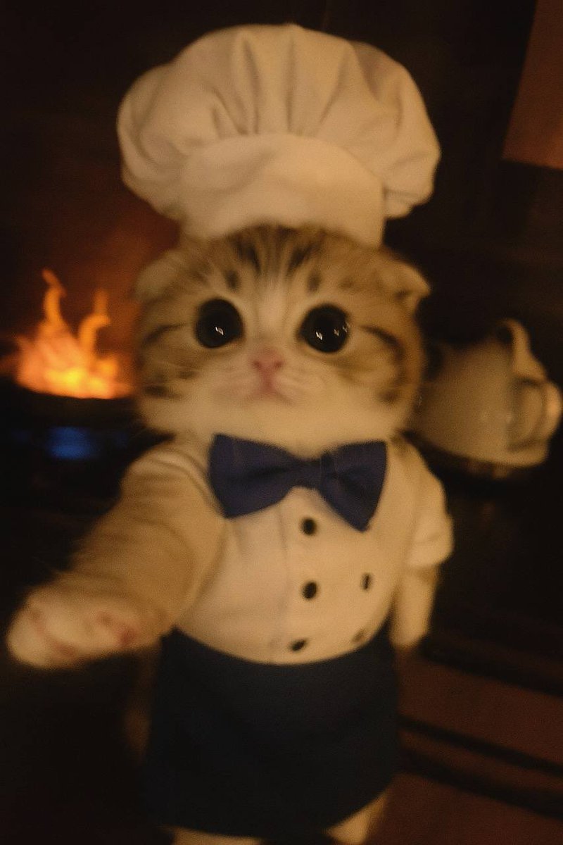 Heard the cats are cookin’! 💖