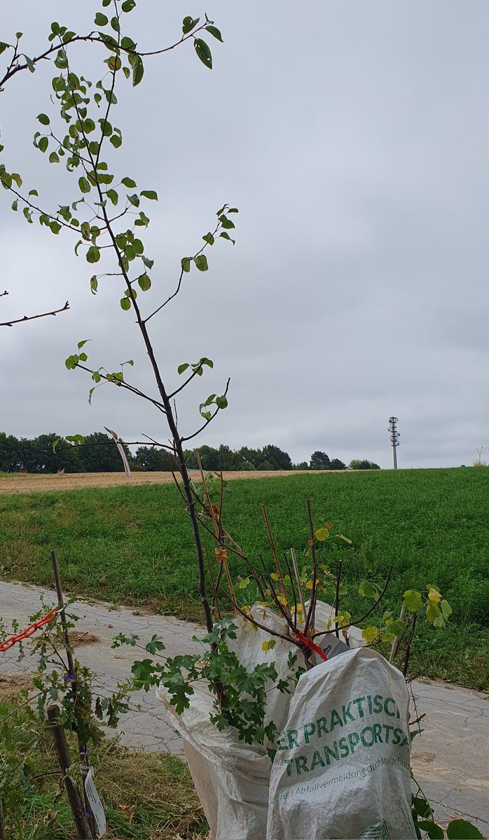DerMicha666's tweet photo. #Mahlzeit zu groß für die Terrasse in Waltrop - genau richtig für den Wald in  Fröndenberg! #Johannisbeeren #Birne #Birnbaum https://t.co/34mNr9j8Xz