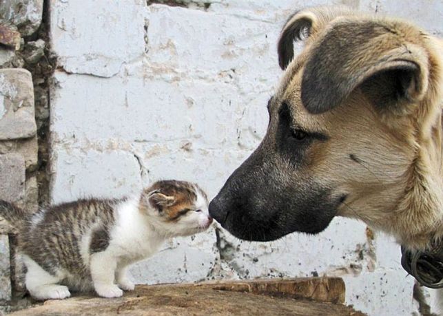 🗓️#16agosto #DíaDelAnimalSinHogar

🐱🐶Hoy es su día, pero su situación es diaria... ¿Sabías que cada año se abandonan más de 150.000 animales en #España?

Un animal no es un objeto. No se abandona cuando molesta, no se deja atrás en vacaciones...

Hoy recordamos a todos los que