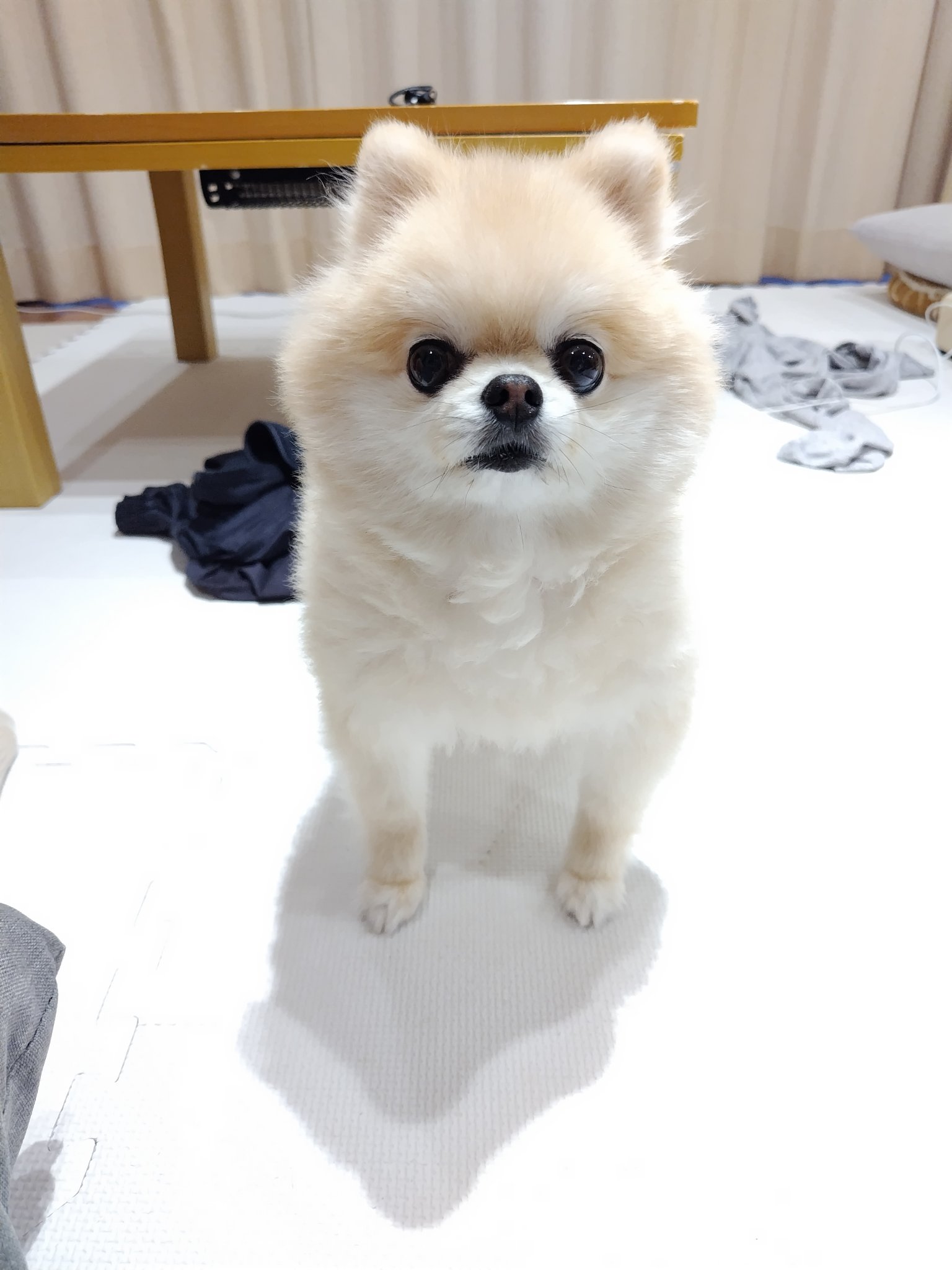 マロンだ　ポメラニアン 🐶🐻‍❄️🐼♡♡ . . . #ポメラニアン #ポメラニアン多頭飼い