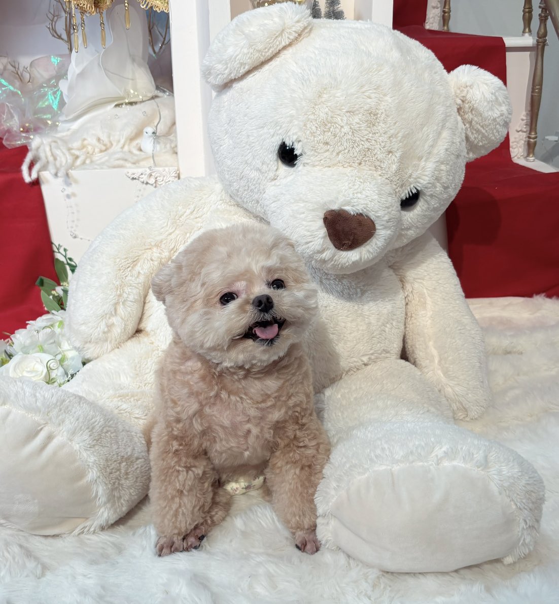 クマのぬいぐるみ欲しいのかな🧸

#ポメプー