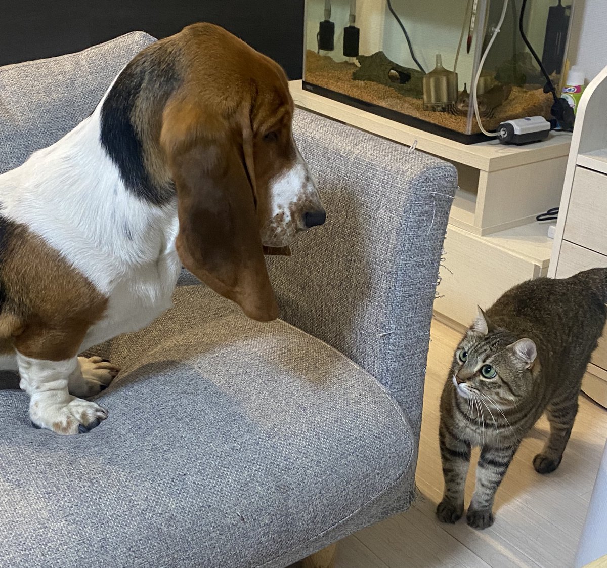 くまこ@BfP六本木ワークショップ (@BrowfiriP2) / X