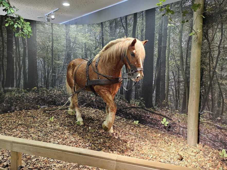 とら✡️とら とらとら🐯🤍 (@toratolach) / X