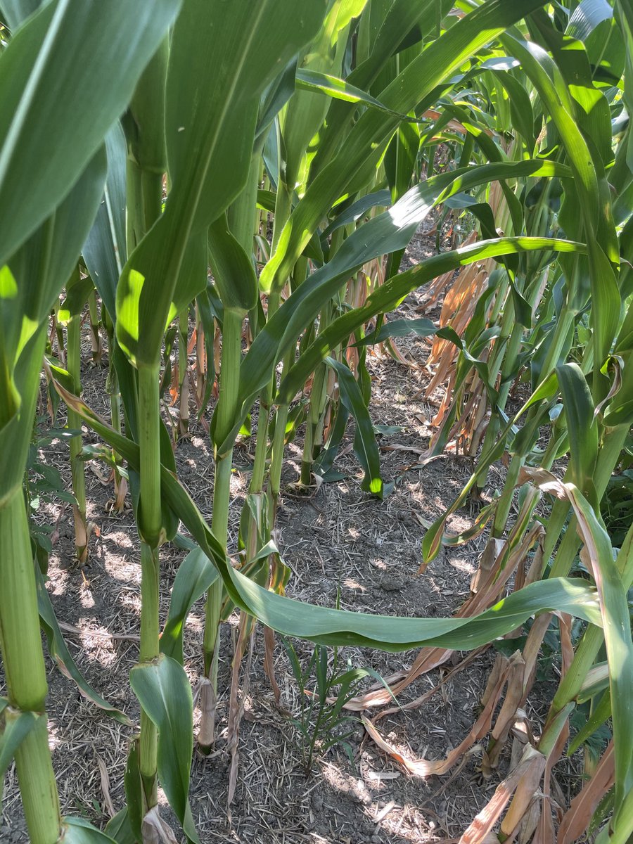 I have always struggled with the ROl of cover crops . I think it’s going to pay this year.The same variety on the same farm both notilled one into an overwintering legume cover crop and the other into soy stubble.