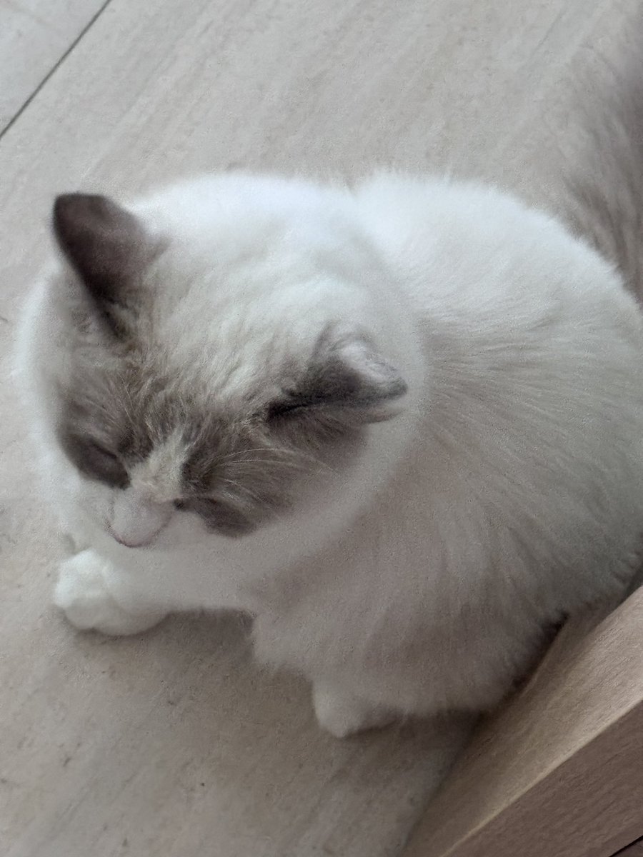 I'm here to post a very round looking Mochi ⚪️