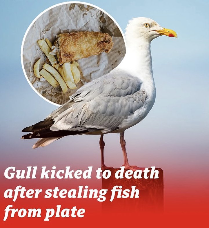 PROTECT ALL WILDLIFE (@protect_wldlife) on Twitter photo Please Share To Help Catch The Scumbag Responsible
A Herring Gull was kicked to death after stealing fish
from someone's plate.
The <a href="/RSPCA_official/">RSPCA (England & Wales)</a> has said the incident happened in MARINE PARADE in BARMOUTH, GWYNEDD, outside a fish and chip shop earlier this month.
The RSPCA Please Share To Help Catch The Scumbag Responsible
A Herring Gull was kicked to death after stealing fish
from someone's plate.
The <a href="/RSPCA_official/">RSPCA (England & Wales)</a> has said the incident happened in MARINE PARADE in BARMOUTH, GWYNEDD, outside a fish and chip shop earlier this month.
The RSPCA