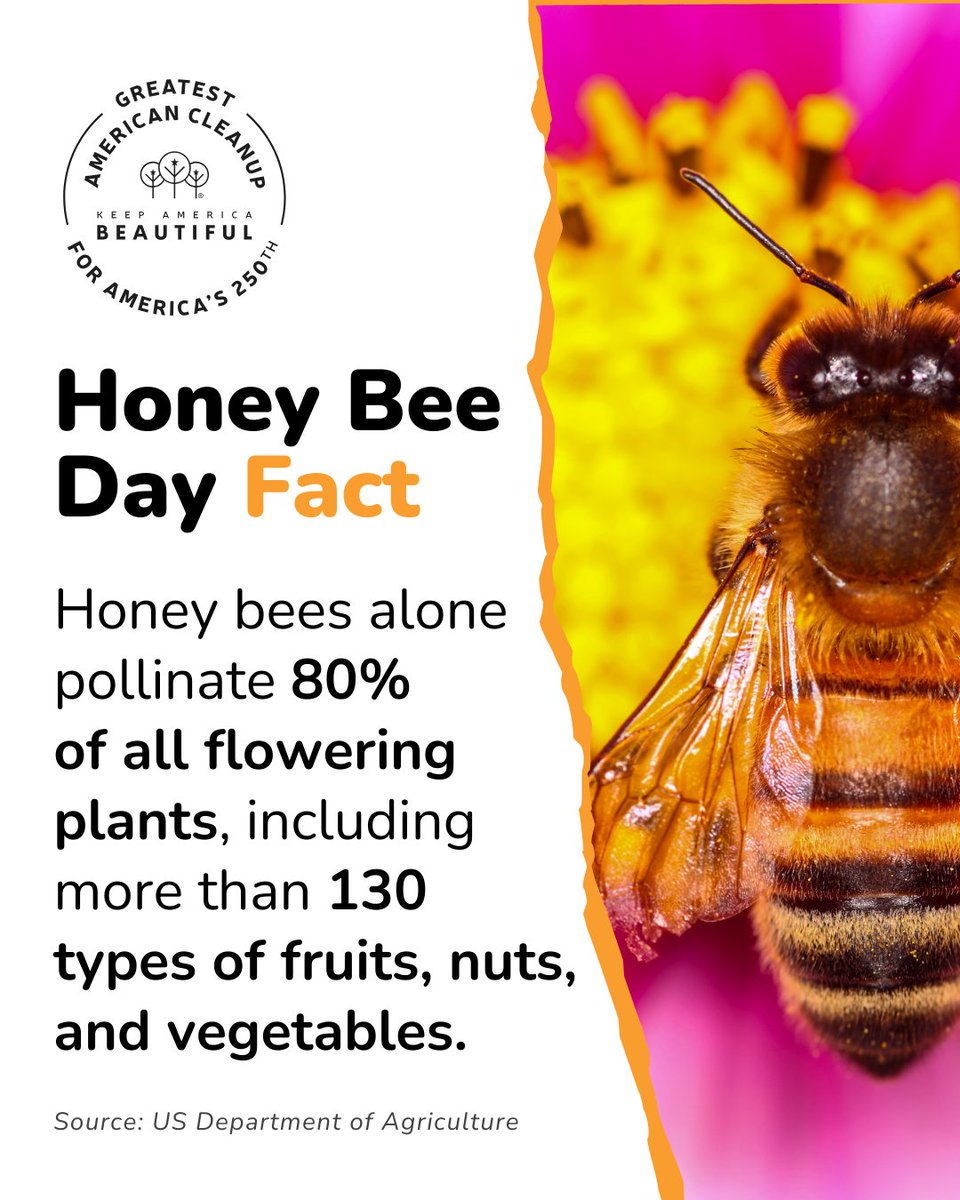 Happy National Honey Bee Day! The impact of bees on our lives and the food we eat every day is un-BEE-lievable 😱🐝

#DoBeautifulThings this weekend - celebrate bees by planting a pollinator garden in YOUR community during the #GreatestAmericanCleanup! kab.org/greatest