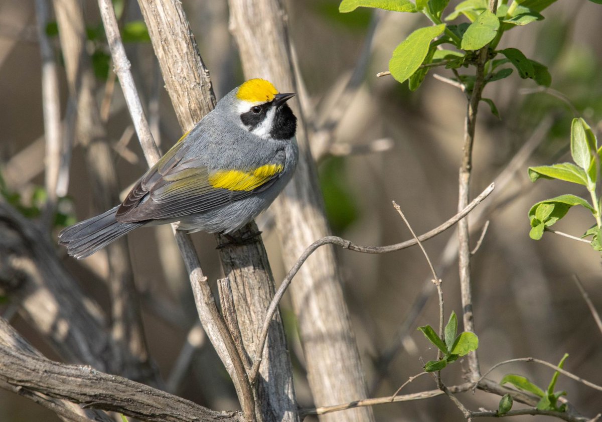 Birding University tweet media