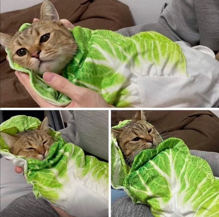 AMAZINGCATSS's tweet photo. https://t.co/oXMwIP13RQ