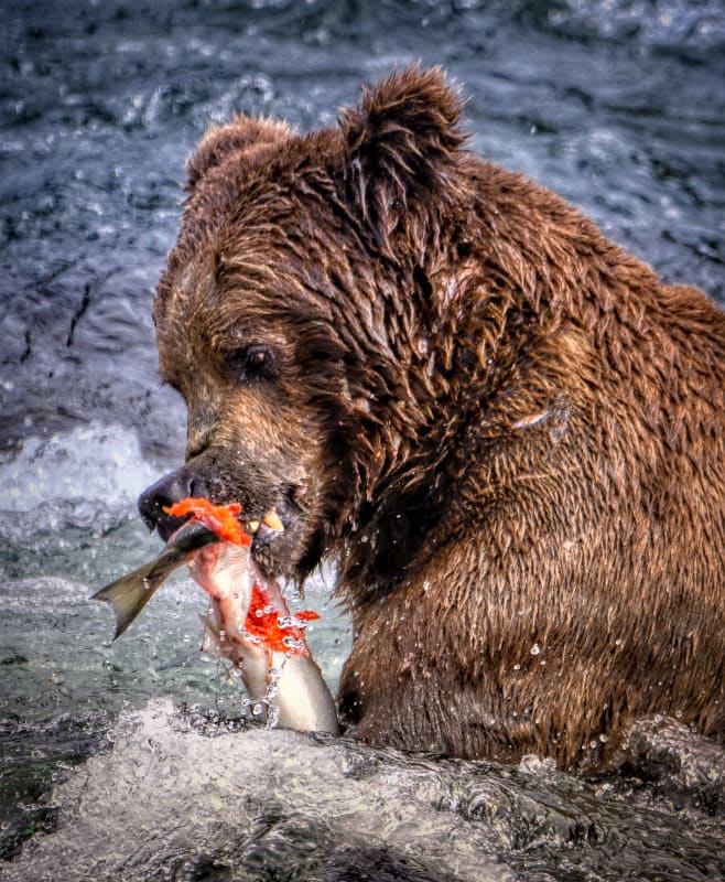 On an Alaska cruise, you’ll journey along the state’s stunning southeastern coastline.  But with a Celebrity Cruisetour, you’ll discover and explore so much more!

Don’t miss out on this opportunity to explore Alaska like never before! 📞🌲