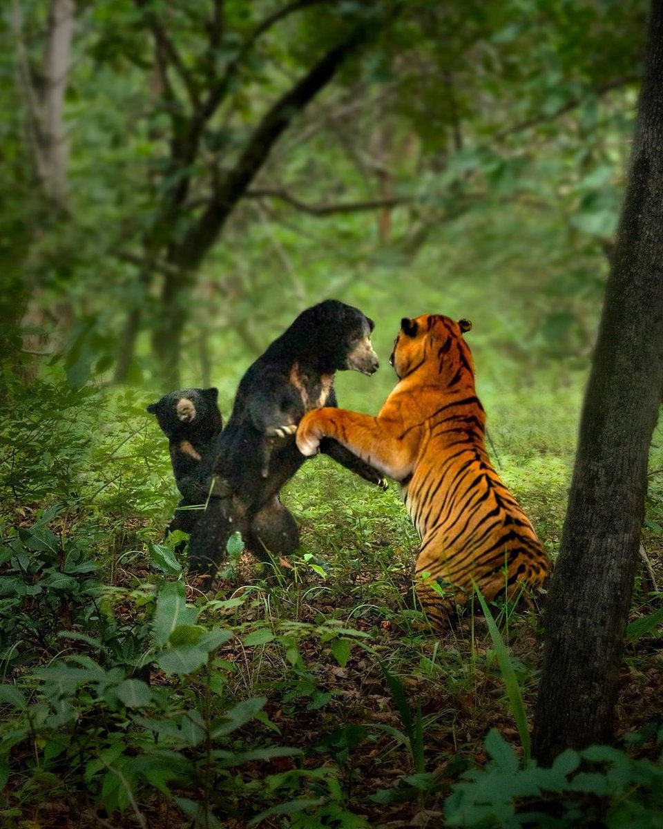 🐻 Bear 🍃 tweet media