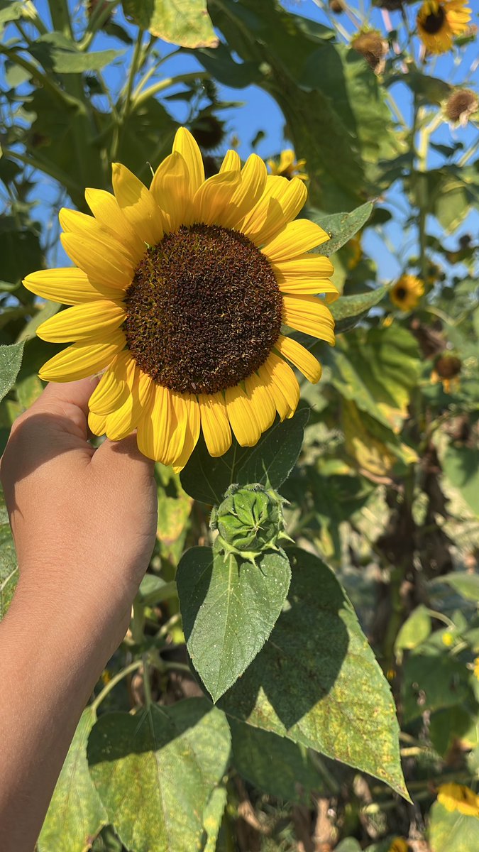 manasvi0500's tweet photo. CoMo ❤️ 
Farmer’s Market 🥒 , Organic Food, Bright Sunshine and Peaches of the season: All suffused with vitamins good for Brain Health 😇🧡💛 A vegetarian’s paradise 💚🍀 https://t.co/Shj749QTWu