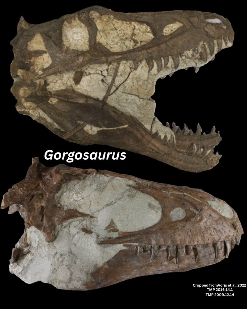I simply like the pics!

TMP 91.36.500, rotated crop of opisthotonic #Gorgosaurus.

Voris e.a. 2017 note 11 chars SDNHM 32701, frontal Yun 2020 attributed to #Daspletosaurus to “sink” #Thanatotheristes, has suggesting tis a #Gorgosaurus thus resurrecting Thanato.

#FossilCrates