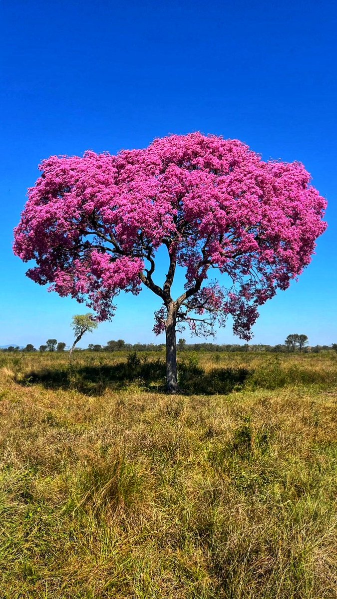 iamlight887's tweet image. Desde Concepción.🇵🇾❤️