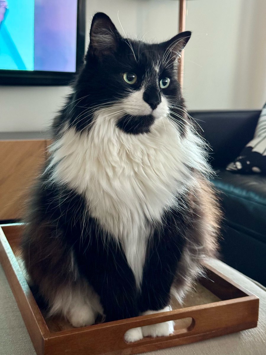 Angelo Stavrow tweet media