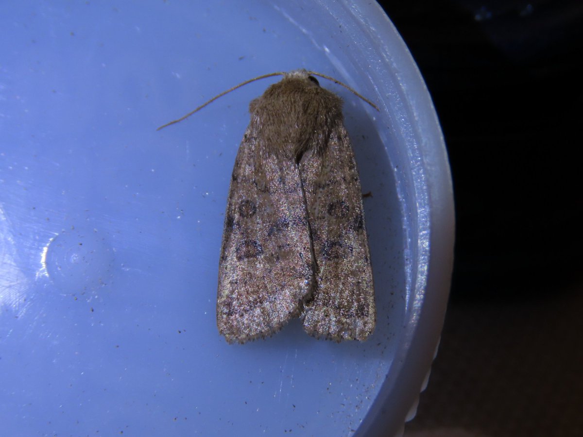 dragonflyrich's tweet photo. @MOTHIDUK , could you confirm these for me please? East Devon on 28/6/25.  I'm thinking Dicrorampha sp, Yponomeuta sp, one of the Rustics and ??? Thanks in advance https://t.co/KDJaSRoSuk
