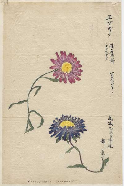grosvenorprints's tweet photo. This Weekend's Chinese Watercolours dated 1850's; #weekend #Watercolour #decorative #artwork #Chinese #floral #botanical #ricepaper #Aster #plants #flowering #artforsale #art #watercolours; https://t.co/U3M8GmTj9F https://t.co/qeZeFd1RH5