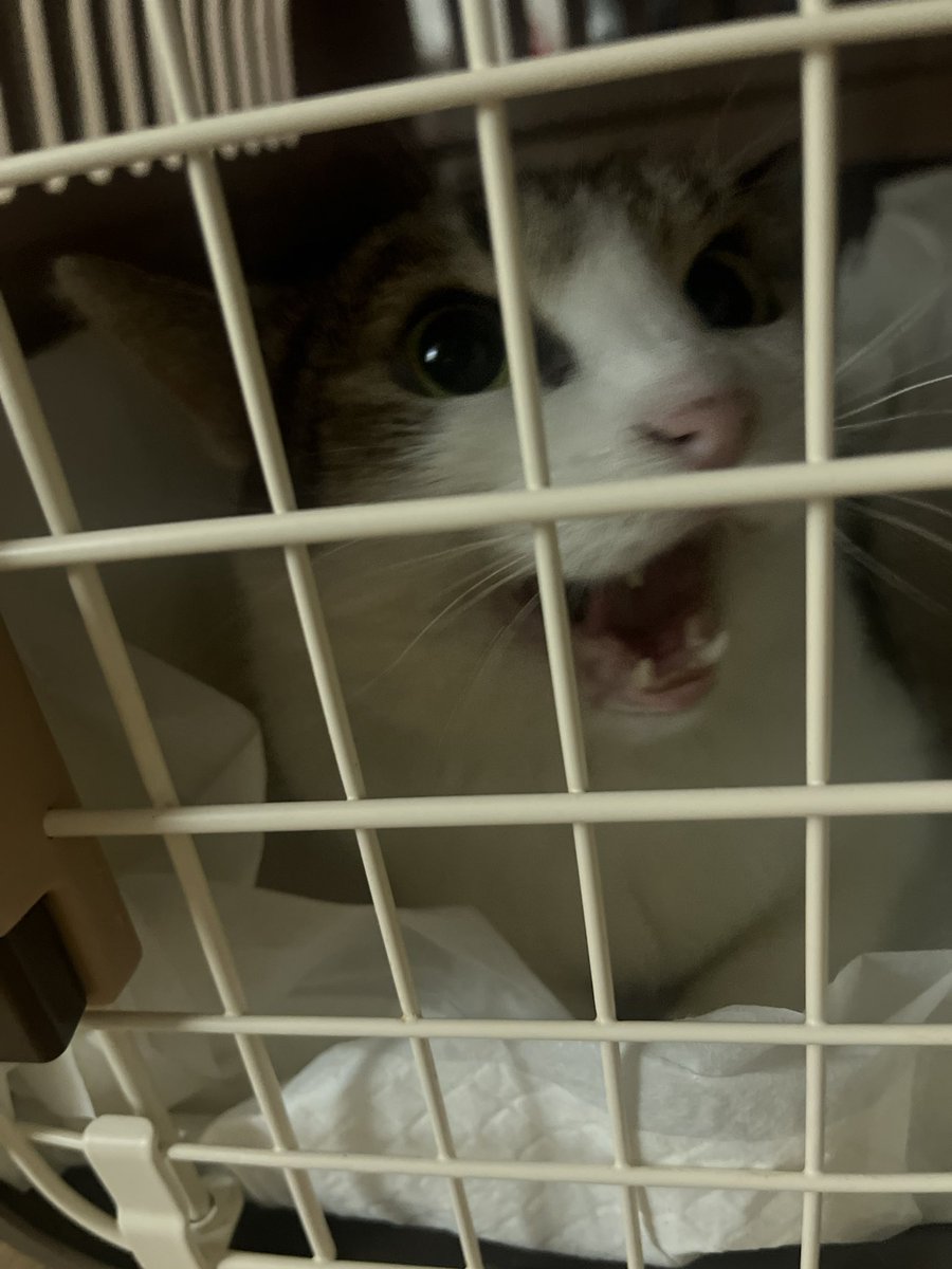 많은 분들이 도로가 고마워할거라고 하는데 그때마다 🤔 < 이 상태입니다 걔가...? 걔가요?