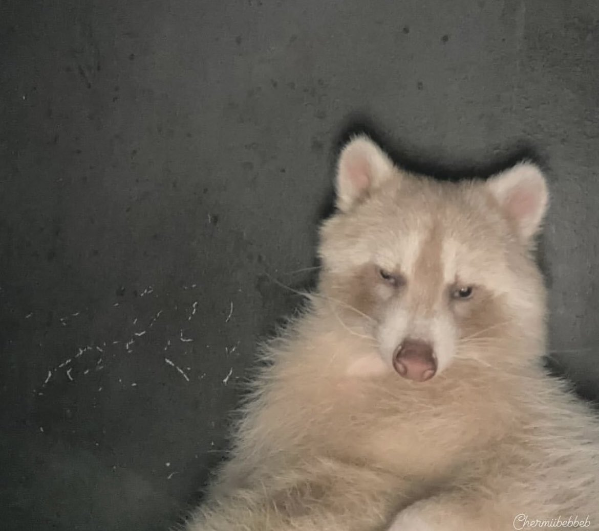 Morning chat, on this episode we’re going back to bed