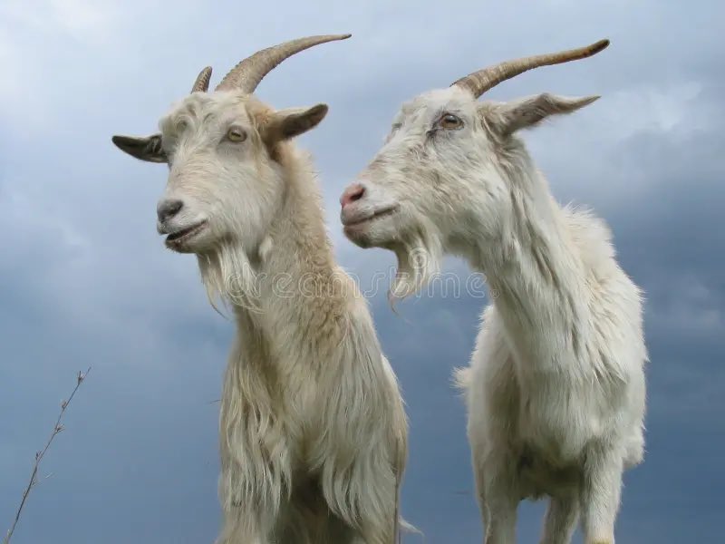 erikheimdal00's tweet photo. Kudus &amp; Richarlison. https://t.co/I50OhN3RMe