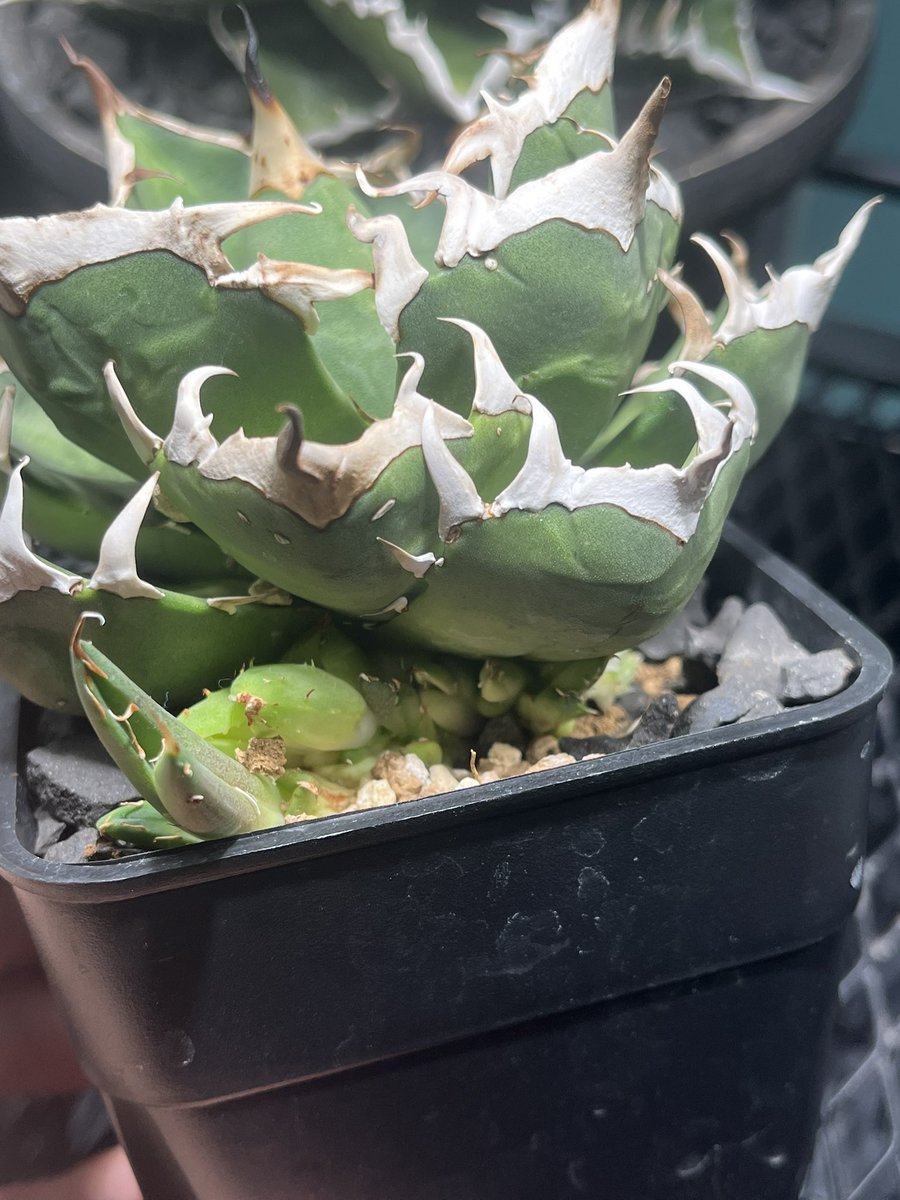 子株が気持ち悪いことになってる😱