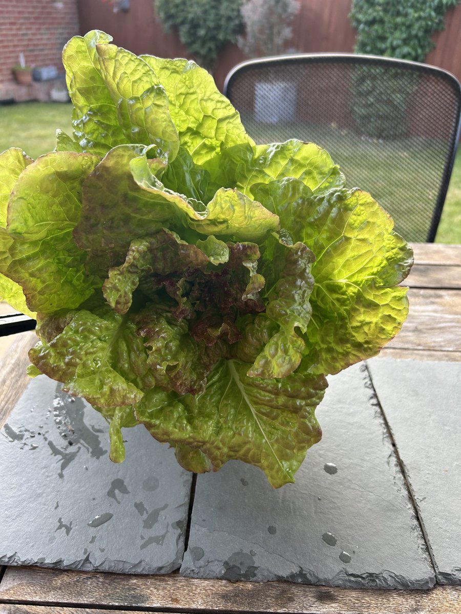 zoeapatrick's tweet photo. Salad growing well in the garden #springonions #lettuce #salad #gardening #sunshine #greens https://t.co/YzQ8pAh7lI