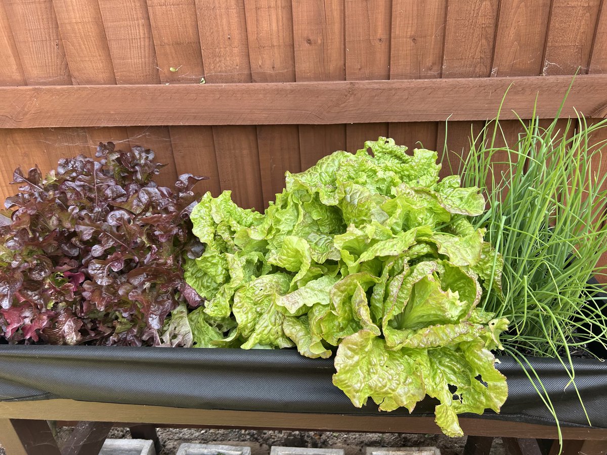 zoeapatrick's tweet photo. Salad growing well in the garden #springonions #lettuce #salad #gardening #sunshine #greens https://t.co/YzQ8pAh7lI