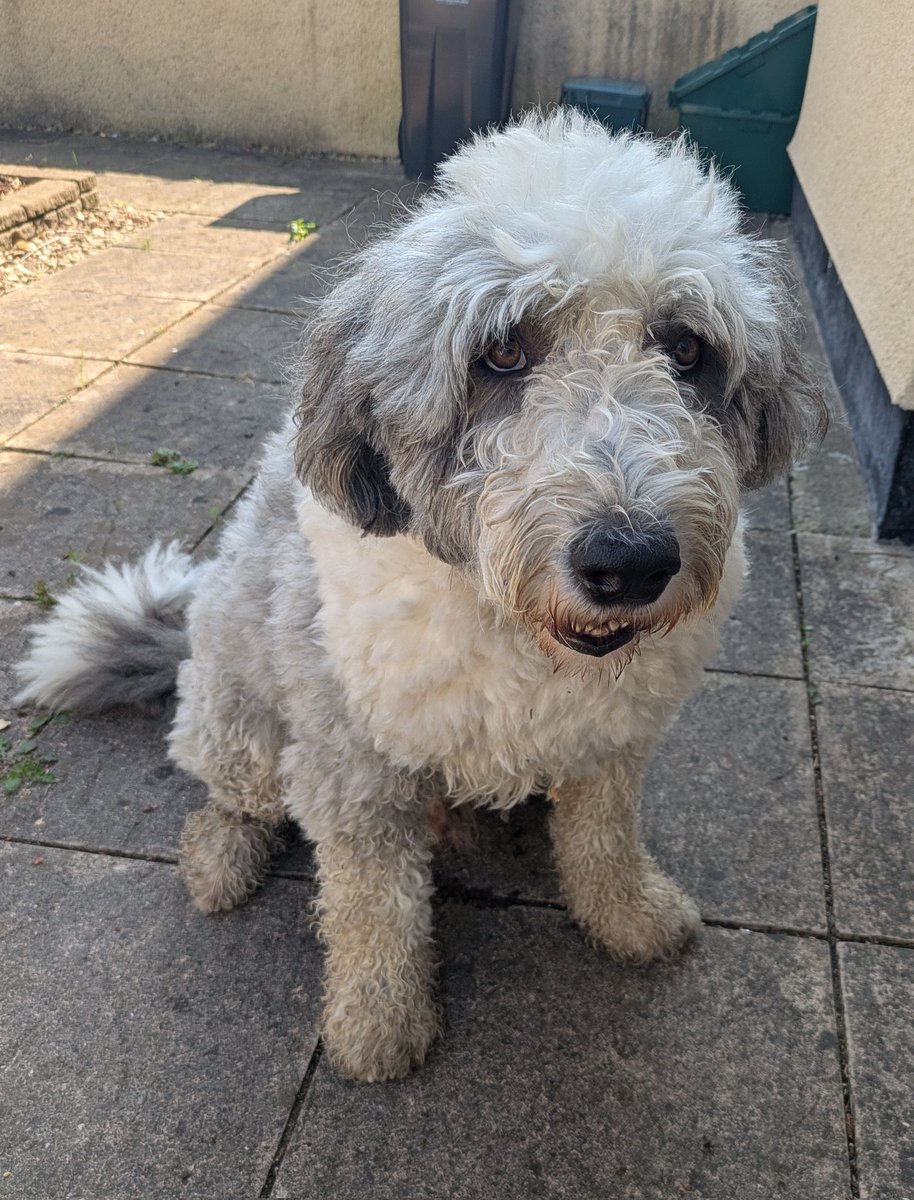 One of my favourite things about knocking on doors is when you meet people's dogs. In Filton today I met Dudley the Old English Sheepdog! 🐶 #labourdoorstep <a href="/FaBSLabourParty/">FaBS Labour Party</a> <a href="/CHazelgroveMP/">Claire Hazelgrove MP</a>