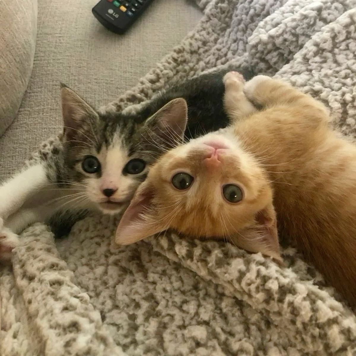 Miaw (@miaw) on Twitter photo 