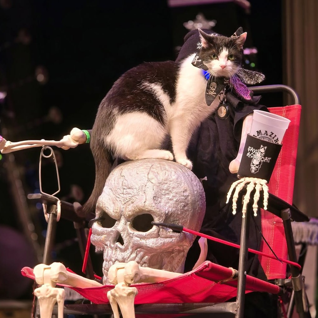 ON TOUR RIGHT MEOW 💀🐈🤘🎶
rockcatsrescue.org
#JAXACROCAT #ACROCATS #JAXONTHESKULL