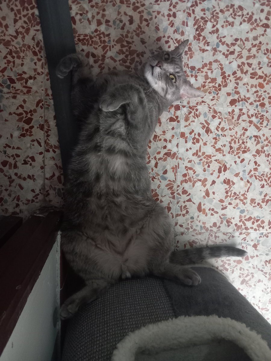 Felinarium_'s tweet photo. #Catmiauflaje 😼 https://t.co/m35svLJSsC